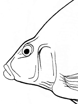 Da Fish