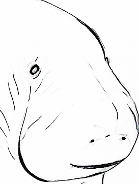 Da Manatee